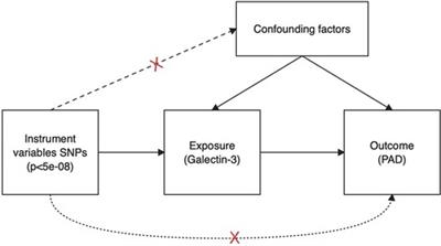 Galectin-3 and peripheral artery disease: a Mendelian randomization study